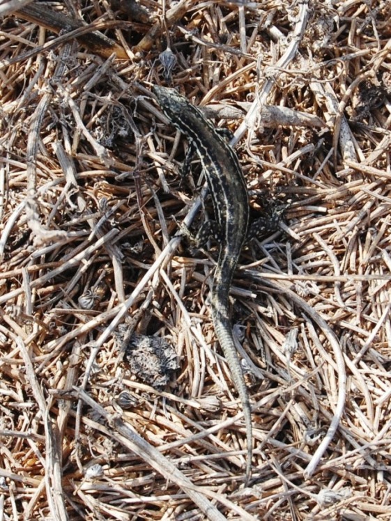 Podarcis filfolensis laurentiimuelleri